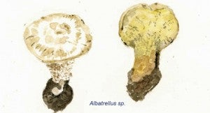 Albatrellus sp