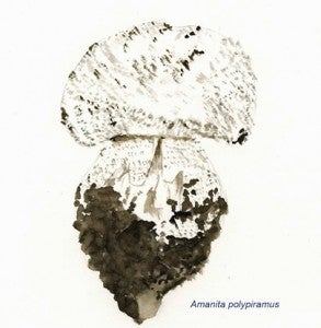 Amanita polypiramus