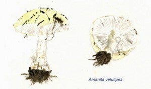 Amanita velutipes