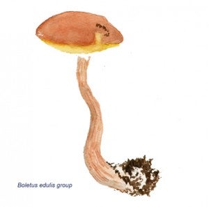 Boletus edulis group