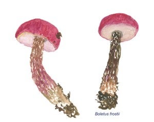 Boletus frostii