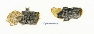 Cymatoderma