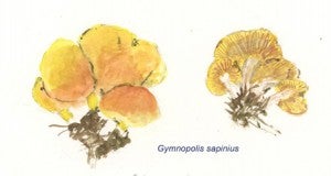 Gymnopolis sapinius