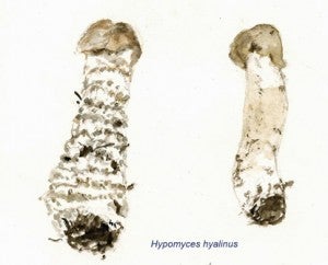 Hypomyces hyalinus
