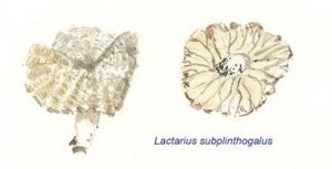 Lactarius subplinthogalus