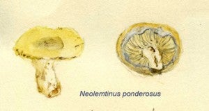 Neolemtinus ponderosus