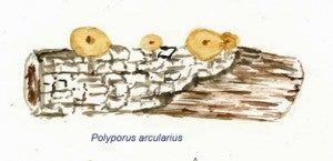 Polyporus arcularius