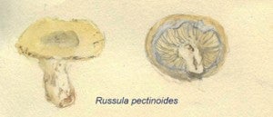 Russula pectinoides