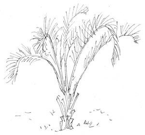 39palmettoBeau
