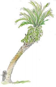 44palmFernFernandina