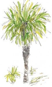 46palmBruns
